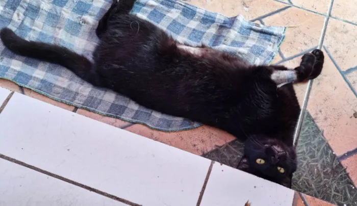 Gato ra a SRD-ViraLata idade 1 ano nome Pantera