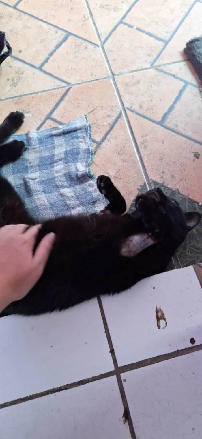 Gato ra a SRD-ViraLata idade 1 ano nome Pantera