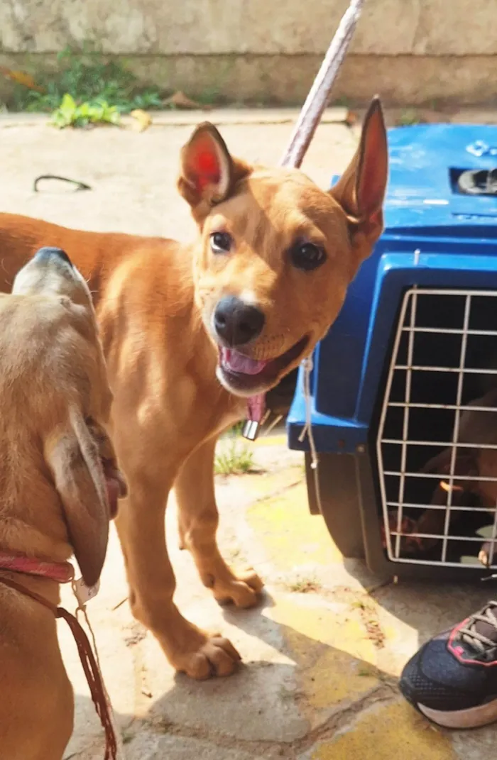 Cachorro ra a SRD-ViraLata idade 7 a 11 meses nome Fêmeas 8 meses