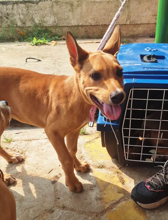 Cachorro ra a SRD-ViraLata idade 7 a 11 meses nome Fêmeas 8 meses