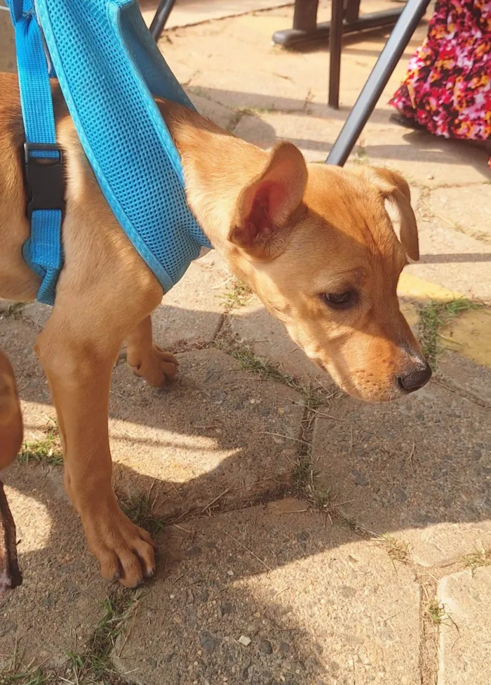 Cachorro ra a SRD-ViraLata idade 7 a 11 meses nome Fêmeas 8 meses