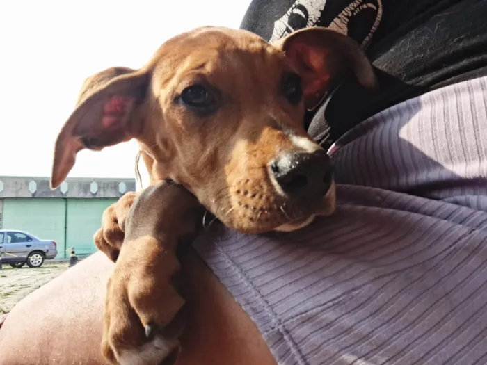 Cachorro ra a SRD-ViraLata idade 7 a 11 meses nome Fêmeas 8 meses