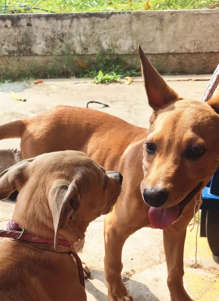 Cachorro ra a SRD-ViraLata idade 7 a 11 meses nome Fêmeas 8 meses