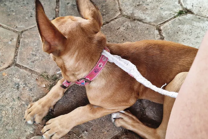 Cachorro ra a SRD-ViraLata idade 7 a 11 meses nome Fêmeas 8 meses