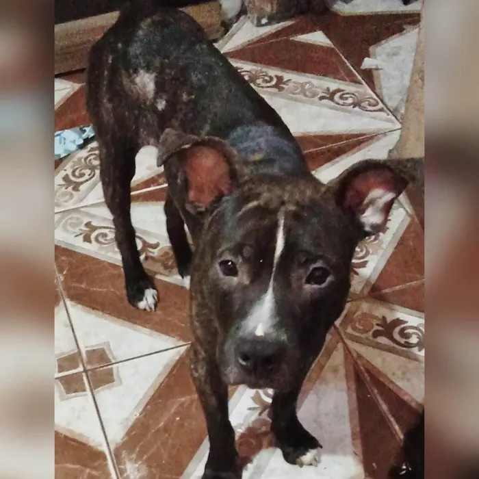 Cachorro ra a Pit-Bull idade 1 ano nome Pitbull Macho