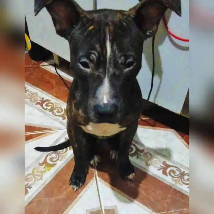 Cachorro ra a Pit-Bull idade 1 ano nome Pitbull Macho