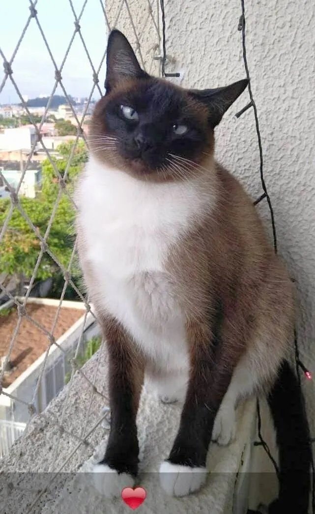 Gato ra a SRD-ViraLata idade 1 ano nome Mia