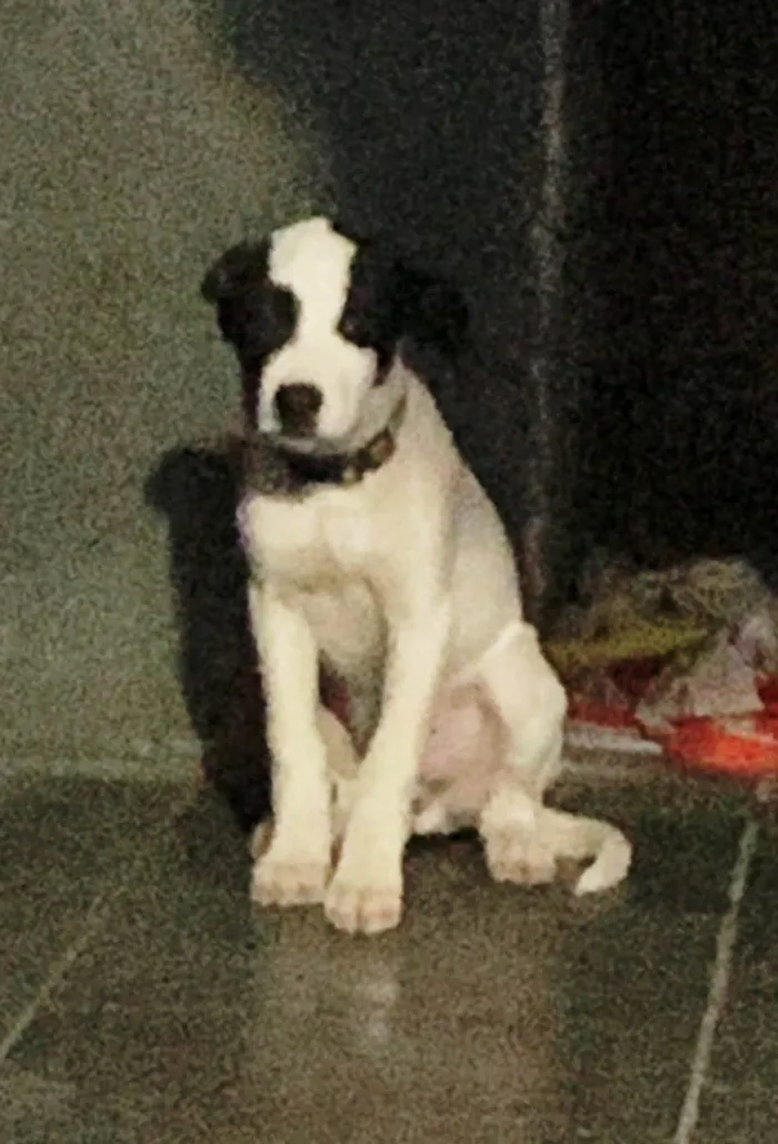 Cachorro ra a SRD-ViraLata idade 2 a 6 meses nome Filhote 5 meses