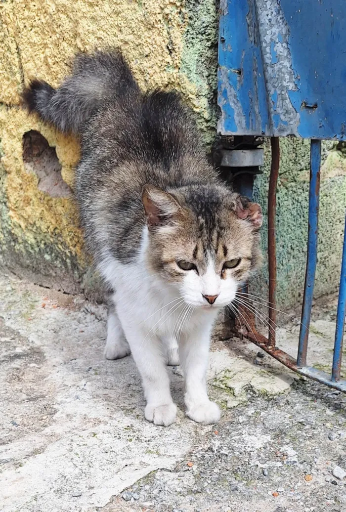 Gato ra a SRD-ViraLata idade 3 anos nome Enzo