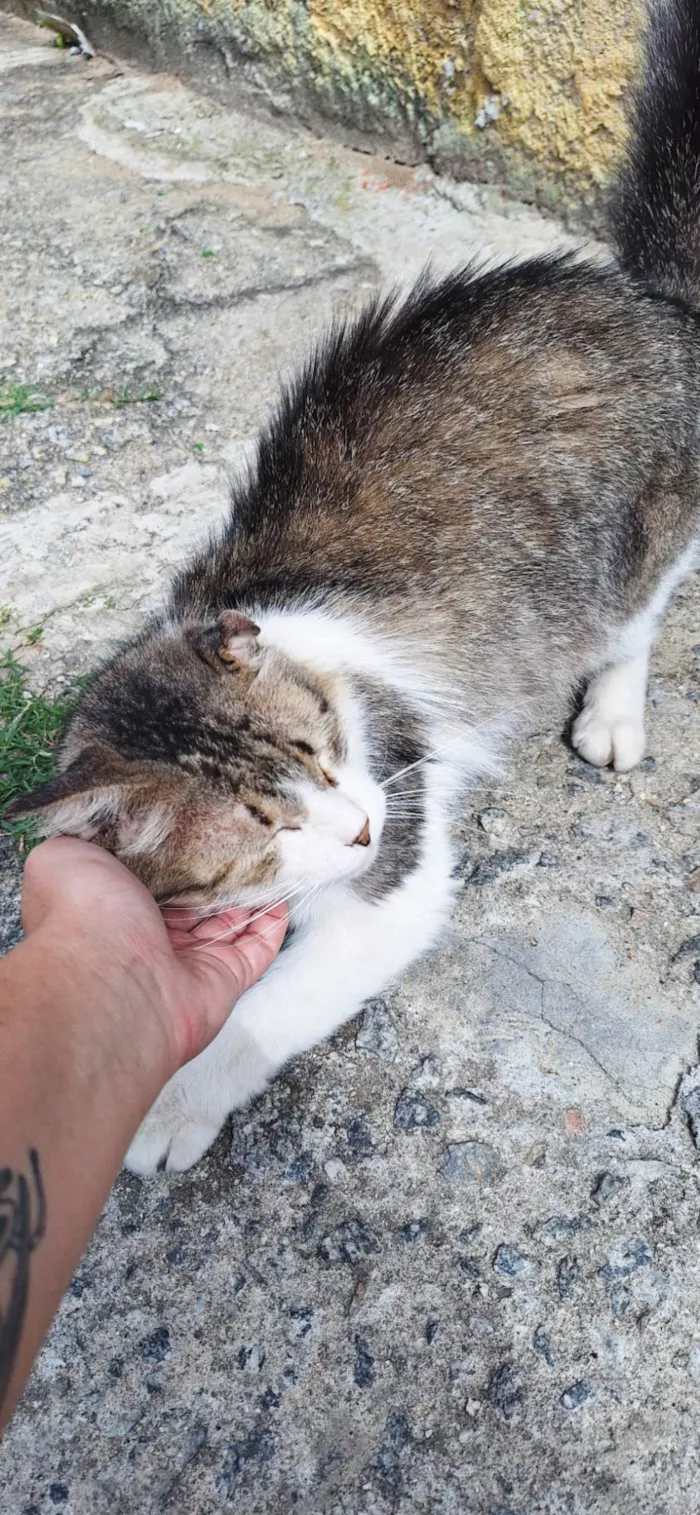 Gato ra a SRD-ViraLata idade 3 anos nome Enzo