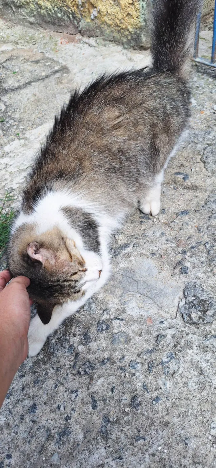 Gato ra a SRD-ViraLata idade 3 anos nome Enzo