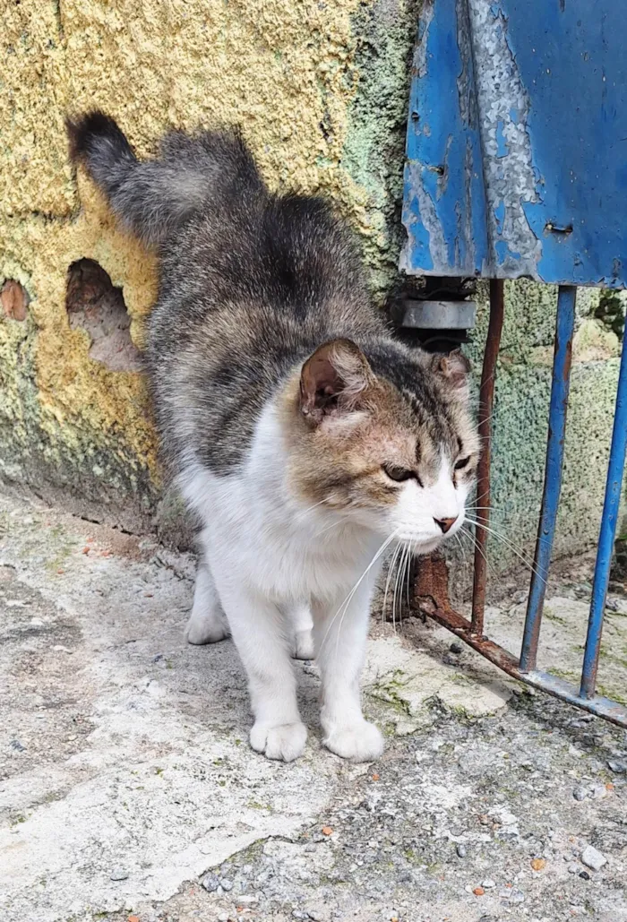 Gato ra a SRD-ViraLata idade 3 anos nome Enzo