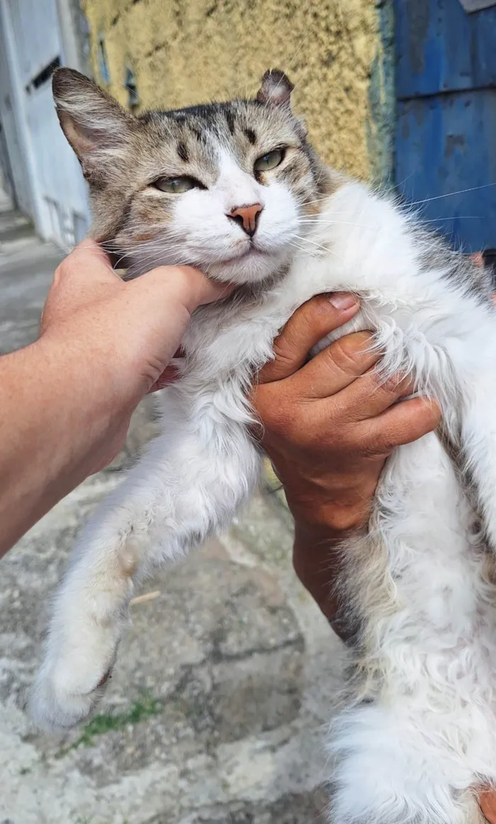 Gato ra a SRD-ViraLata idade 3 anos nome Enzo