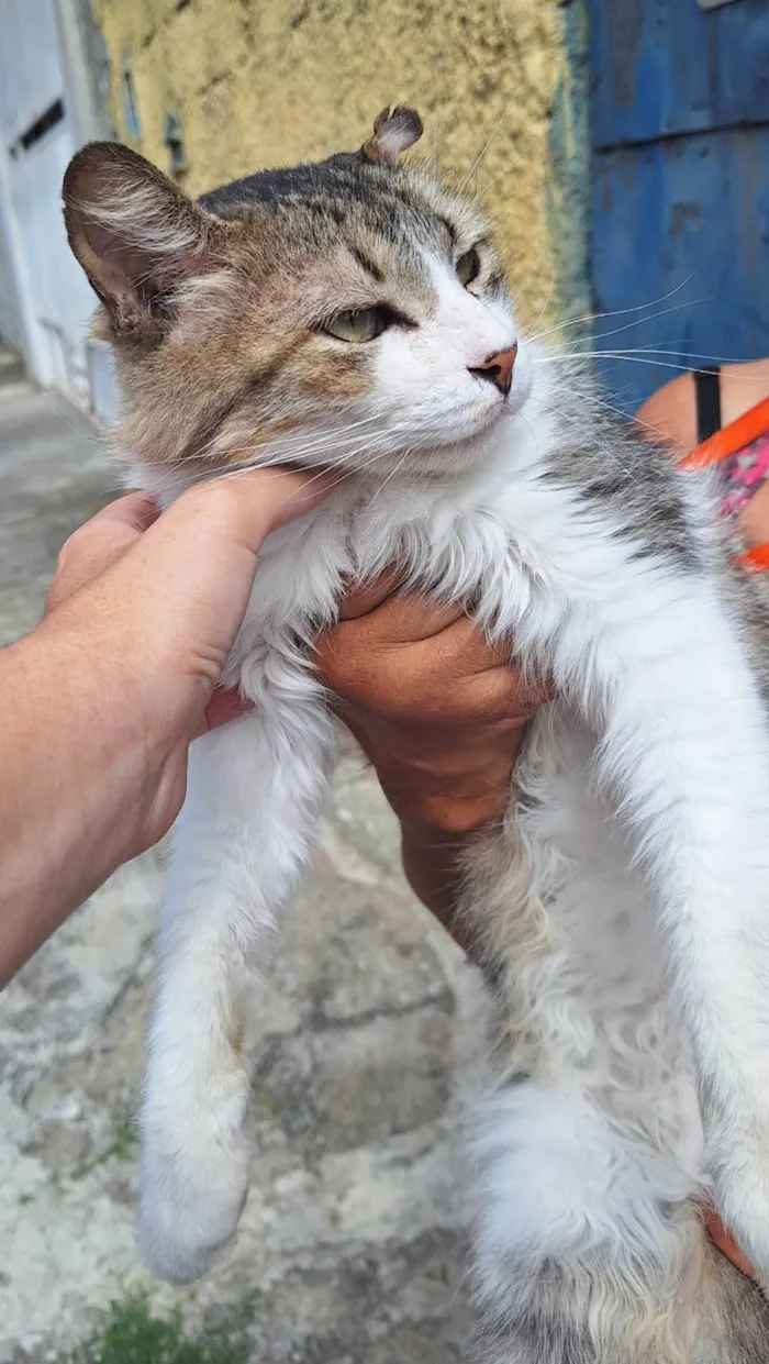 Gato ra a SRD-ViraLata idade 3 anos nome Enzo