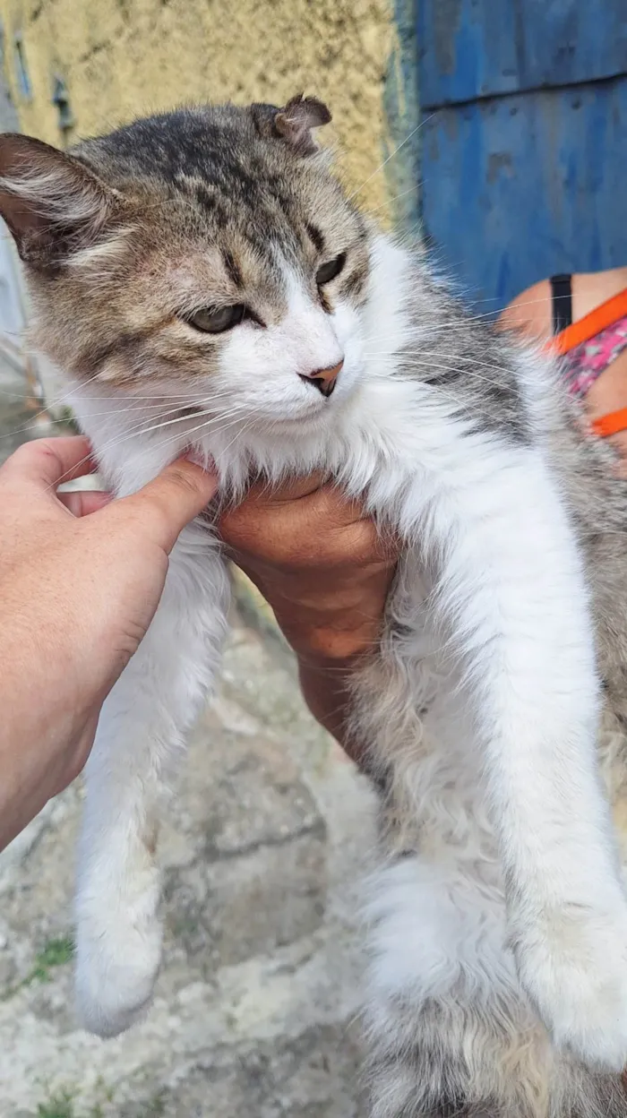 Gato ra a SRD-ViraLata idade 3 anos nome Enzo