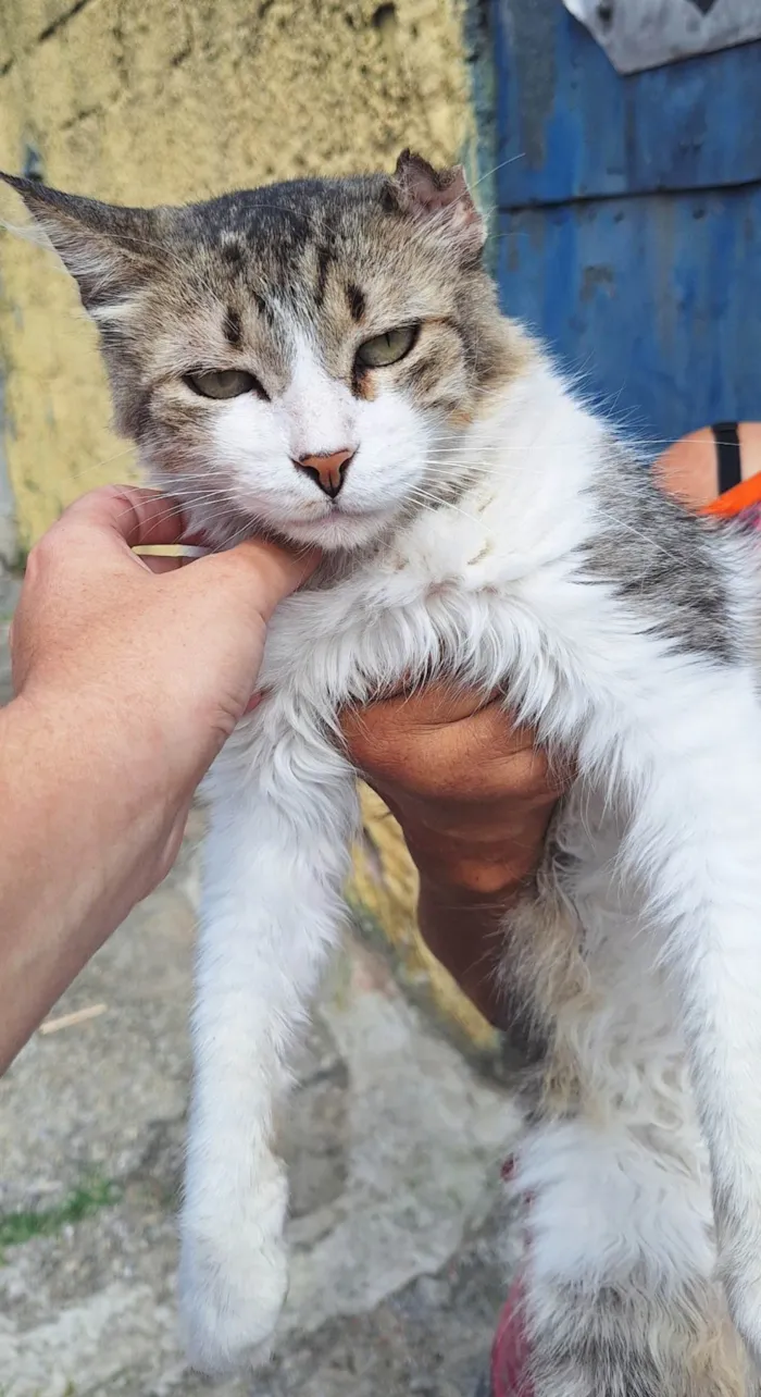 Gato ra a SRD-ViraLata idade 3 anos nome Enzo