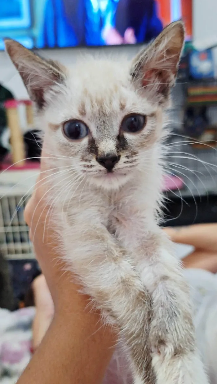 Gato ra a SRD-ViraLata idade 2 a 6 meses nome Filhotes 3 meses 