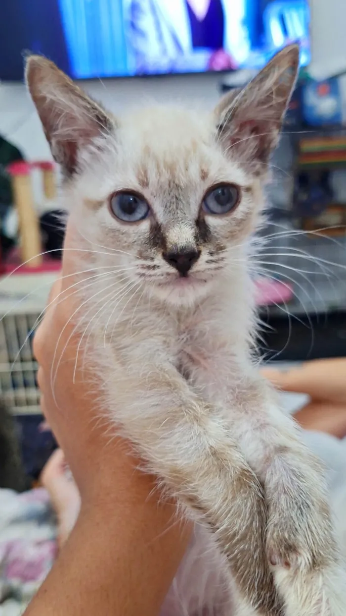 Gato ra a SRD-ViraLata idade 2 a 6 meses nome Filhotes 3 meses 