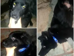 Cachorro raça SRD-ViraLata idade 1 ano nome Yoshi