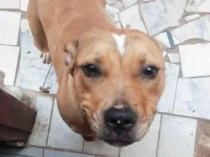 Cachorro raça Pit-Bull idade 1 ano nome Kira