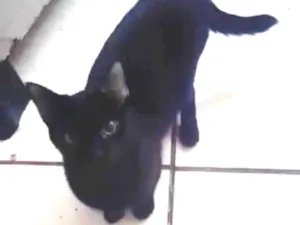 Gato raça SRD-ViraLata idade 1 ano nome Monique