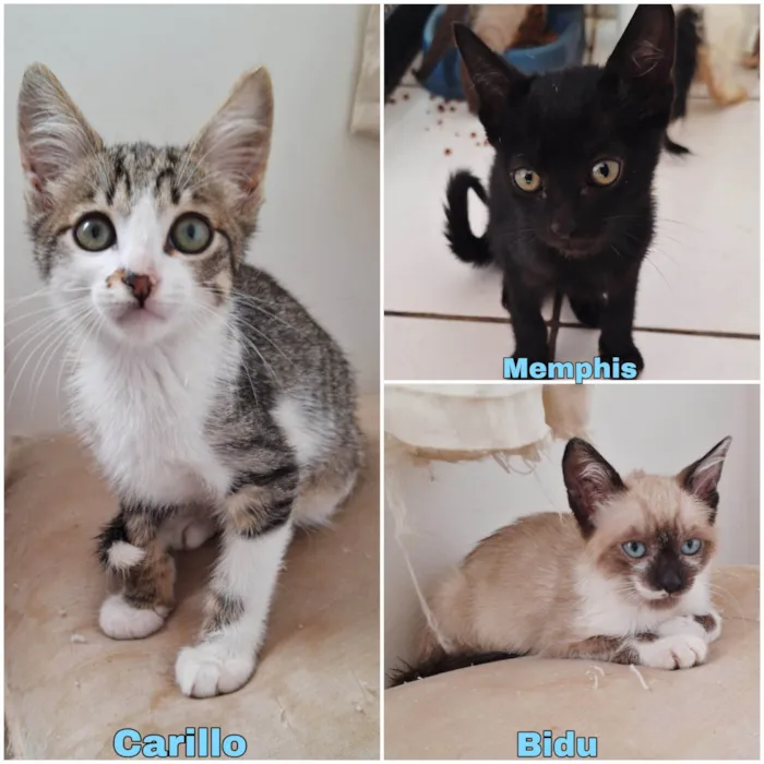 Gato ra a SRD-ViraLata idade 2 a 6 meses nome Filhotes 3 meses