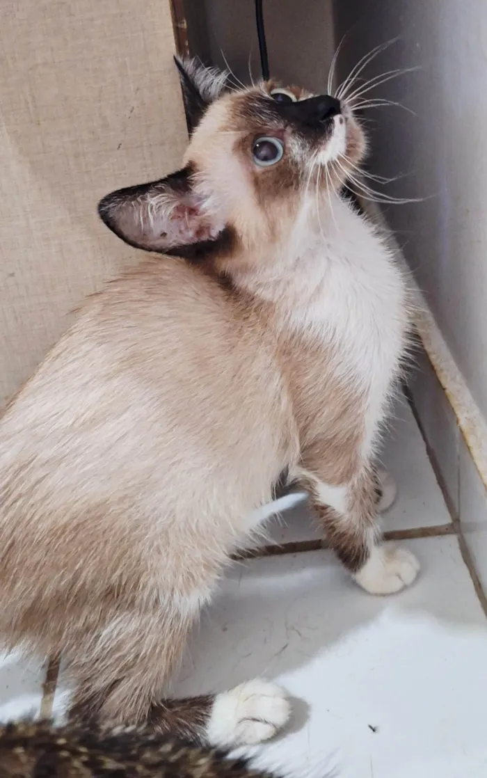 Gato ra a SRD-ViraLata idade 2 a 6 meses nome Filhotes 3 meses