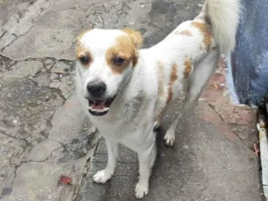 Cachorro raça SRD-ViraLata idade 5 anos nome Yuki