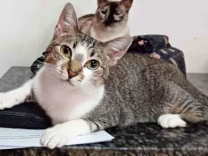 Gato raça SRD-ViraLata idade 3 anos nome Fátima