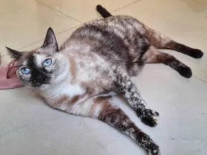 Gato raça SRD-ViraLata idade 3 anos nome Mary