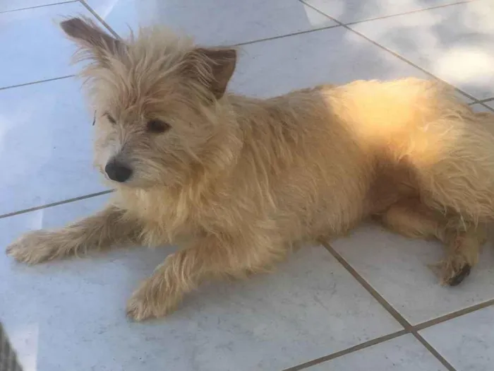 Cachorro ra a SRD-ViraLata idade 6 ou mais anos nome Luna