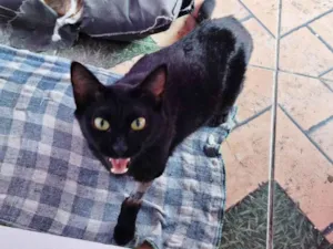 Gato raça SRD-ViraLata idade 1 ano nome Pantera