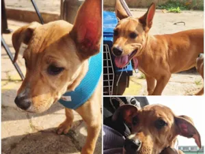 Cachorro raça SRD-ViraLata idade 7 a 11 meses nome Fêmeas 8 meses