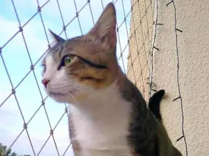 Gato raça SRD-ViraLata idade 1 ano nome Tom