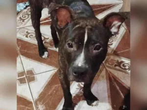 Cachorro raça Pit-Bull idade 1 ano nome Pitbull Macho