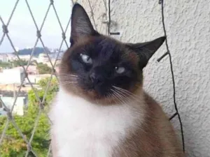 Gato raça SRD-ViraLata idade 1 ano nome Mia