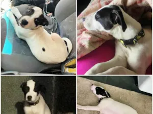 Cachorro raça SRD-ViraLata idade 2 a 6 meses nome Filhote 5 meses