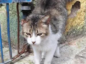 Gato raça SRD-ViraLata idade 3 anos nome Enzo