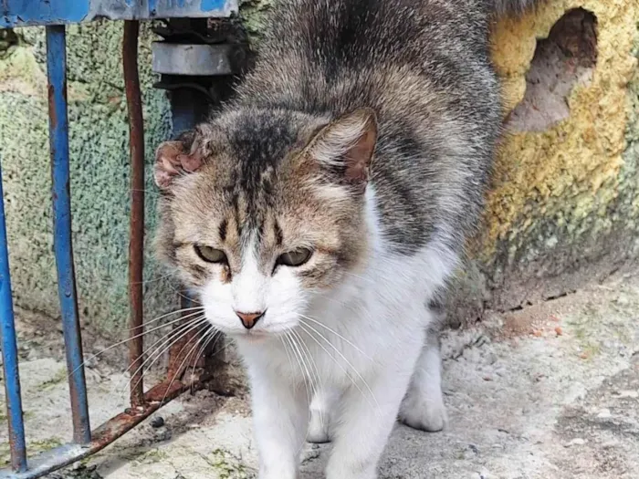 Gato ra a SRD-ViraLata idade 3 anos nome Enzo