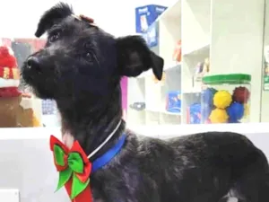 Cachorro raça SRD-ViraLata idade 1 ano nome Neguinha