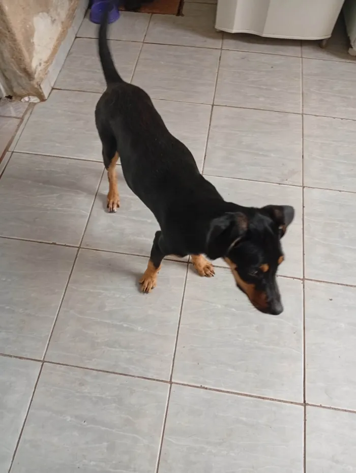 Cachorro ra a SRD-ViraLata idade 2 a 6 meses nome Tequila 