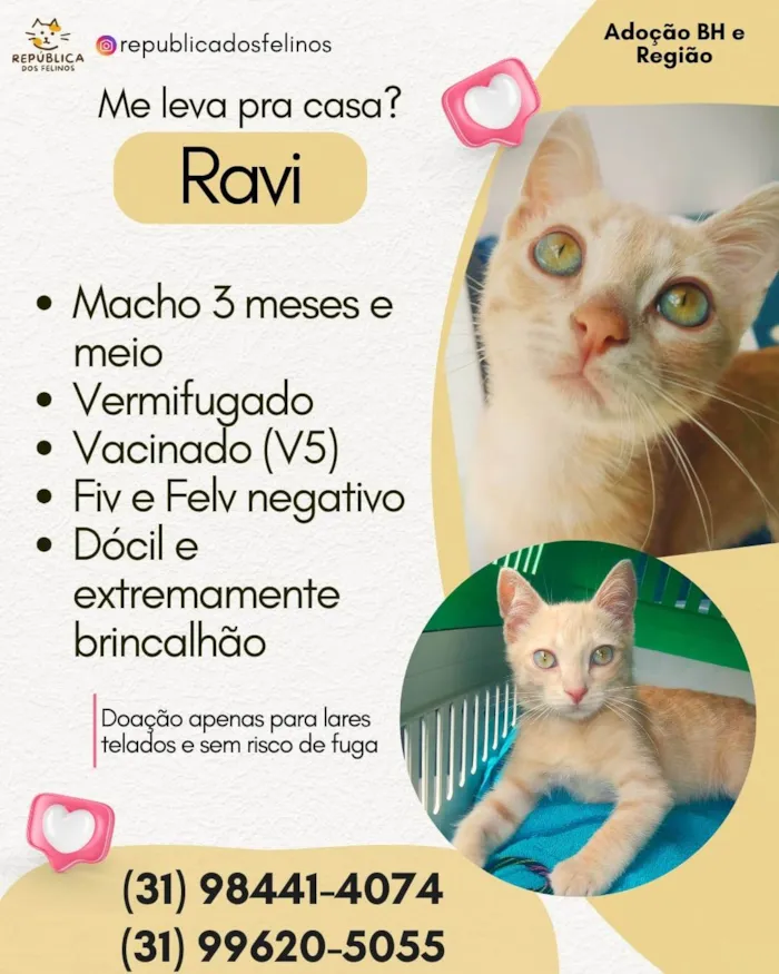 Gato ra a SRD-ViraLata idade 2 a 6 meses nome RAVI