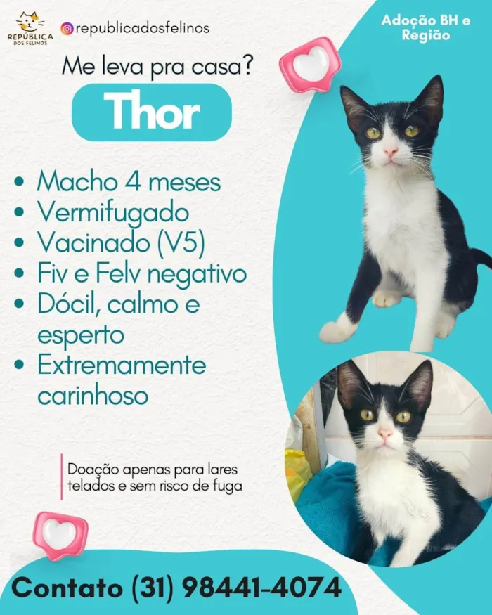 Gato ra a SRD-ViraLata idade 2 a 6 meses nome THOR