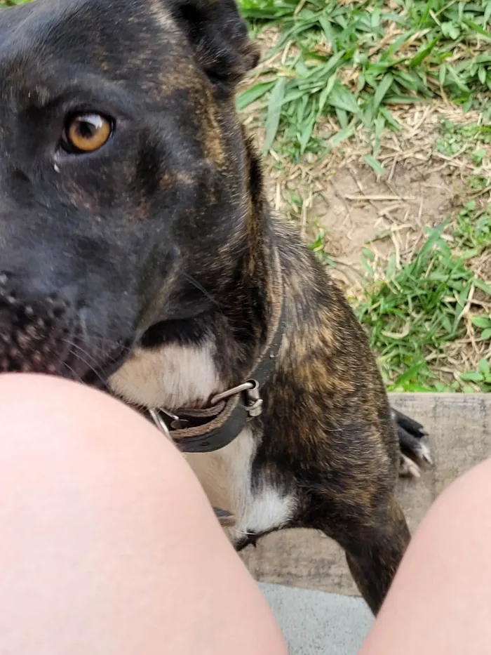 Cachorro ra a Pit-Bull idade 1 ano nome Nao tem nome, foi achada