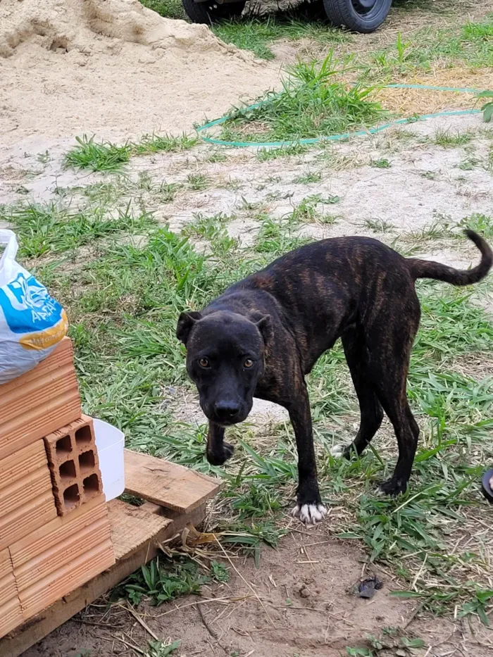 Cachorro ra a Pit-Bull idade 1 ano nome Nao tem nome, foi achada