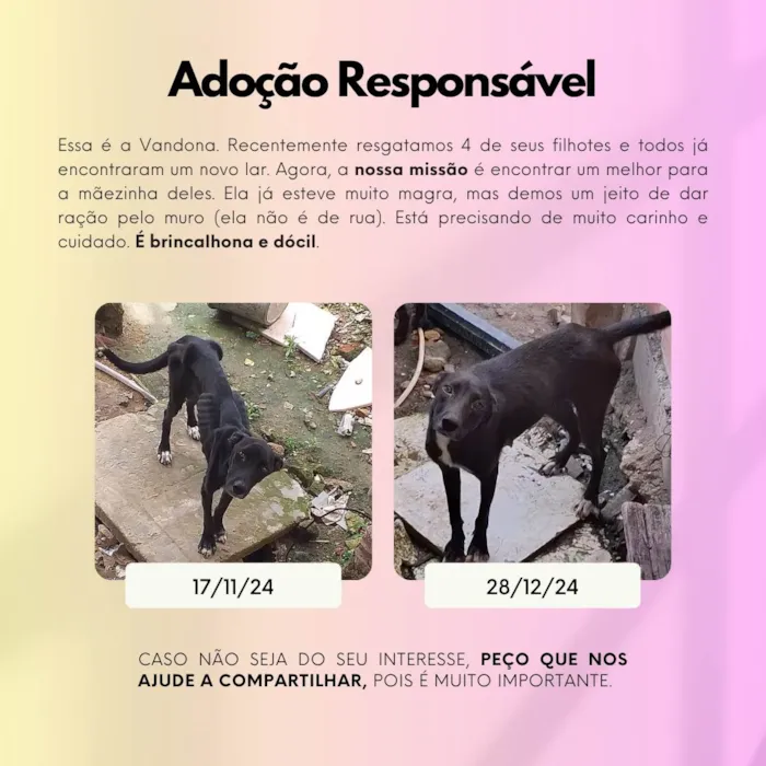 Cachorro ra a SRD-ViraLata idade 2 anos nome Vandona