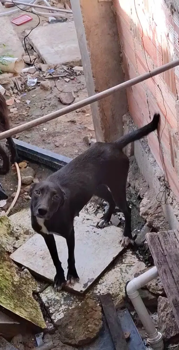 Cachorro ra a SRD-ViraLata idade 2 anos nome Vandona