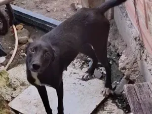 Cachorro raça SRD-ViraLata idade 2 anos nome Vandona