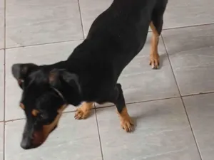 Cachorro raça SRD-ViraLata idade 2 a 6 meses nome Tequila 