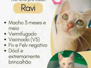 Gato raça SRD-ViraLata idade 2 a 6 meses nome RAVI